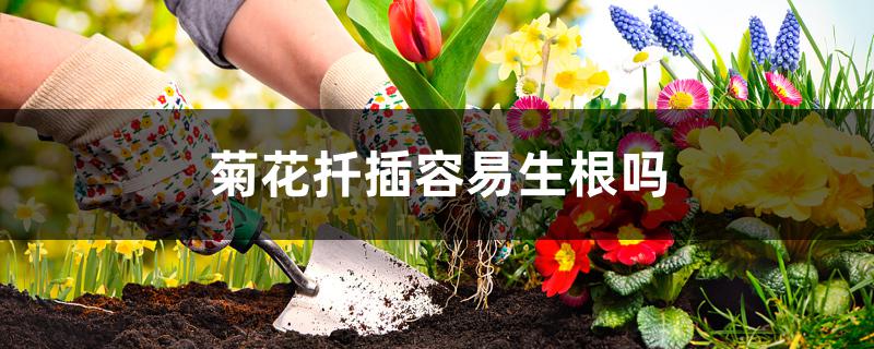 菊花扦插容易生根吗 菊花扦插容易生根吗