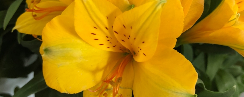 黄百合的花语与寓意是什么 一般送几朵 花百科