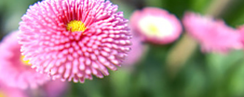 粉色雏菊的花语和寓意，养护管理方法