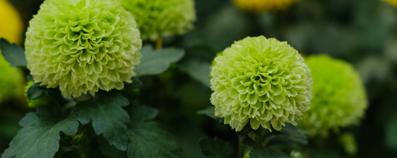 绿乒乓菊的花语和寓意，养护管理方法