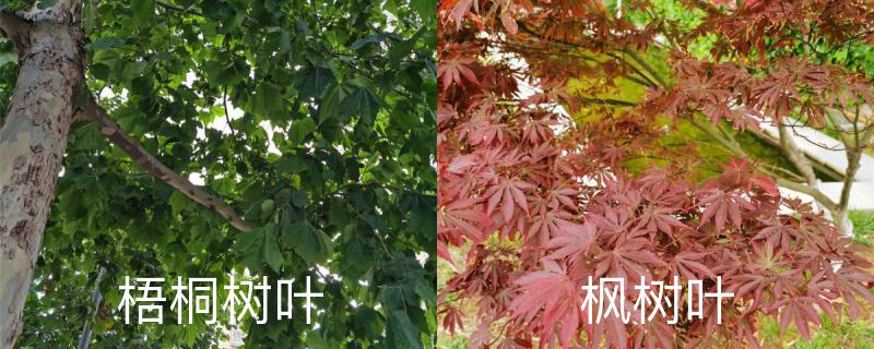 梧桐树叶和枫树叶的区别，梧桐树叶一年四季的颜色