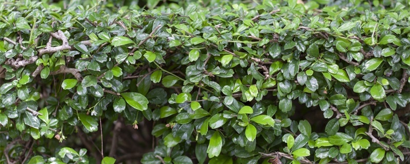 福建茶盆景叶子掉光了怎么救，掉叶的原因