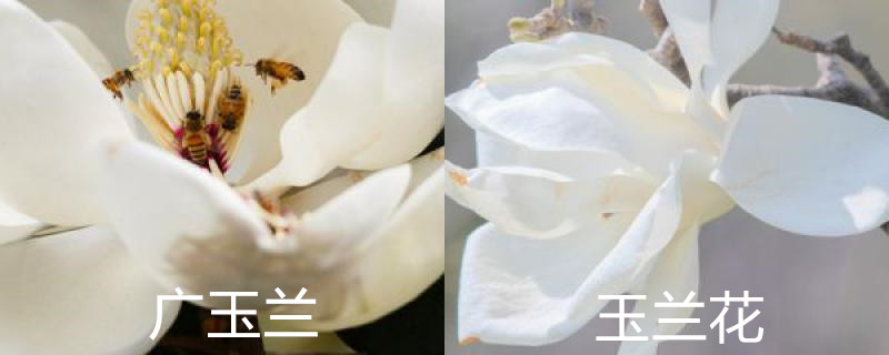 广玉兰和玉兰花的区别，如何分辨