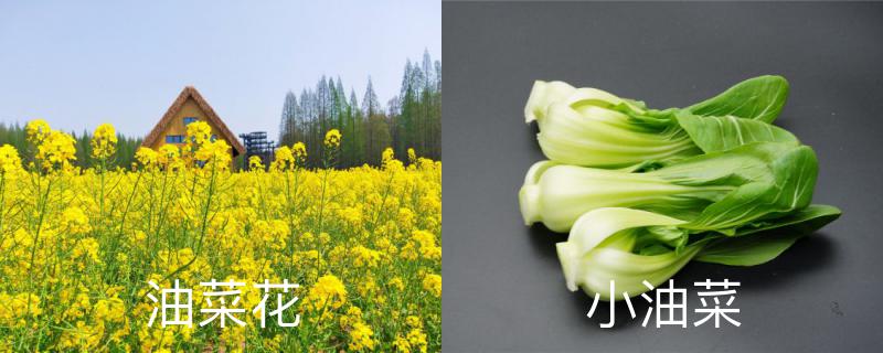 油菜花和小油菜的区别，油菜花的学名是什么