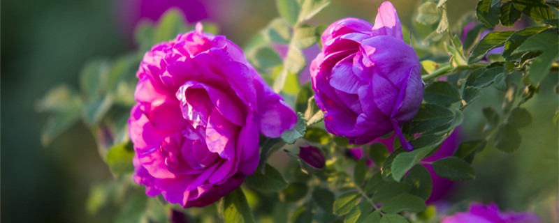 食用玫瑰花和观赏玫瑰花的区别，食用玫瑰的功效与作用