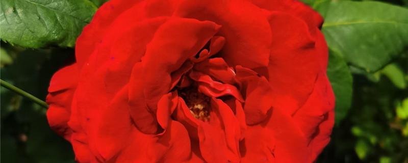 红蔷薇花语，不同颜色的花语