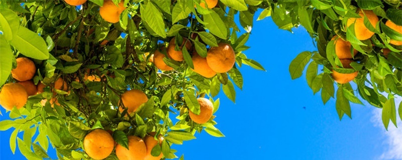 柑橘树黄叶用什么药治，怎么预防黄叶
