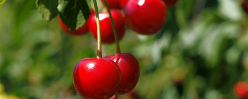 毛樱桃与樱桃的区别，怎么种植