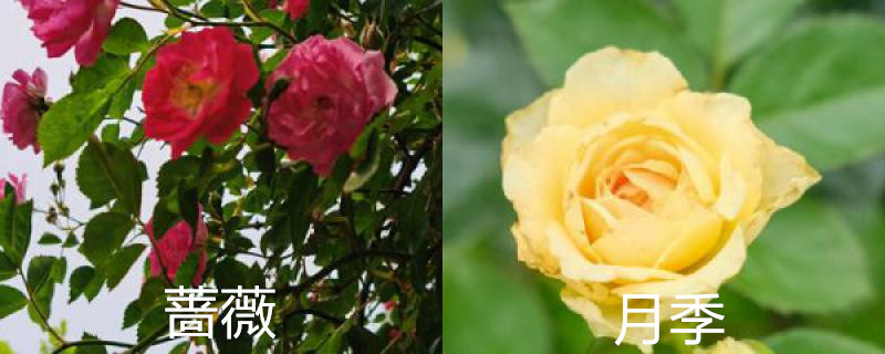 蔷薇和月季的区别在哪里，相似吗