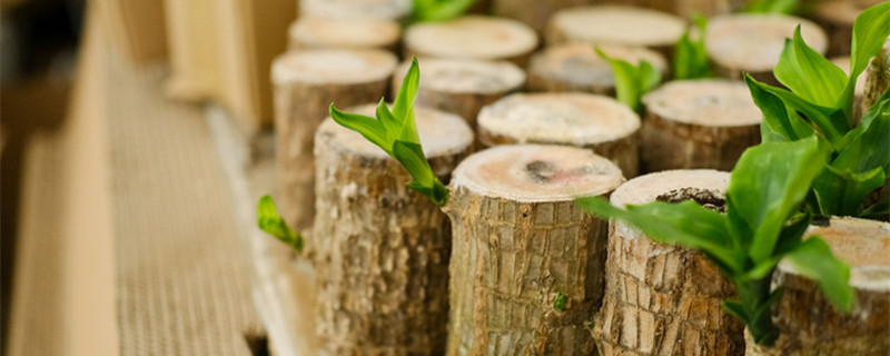 水培巴西木能活多久，水培养殖方法