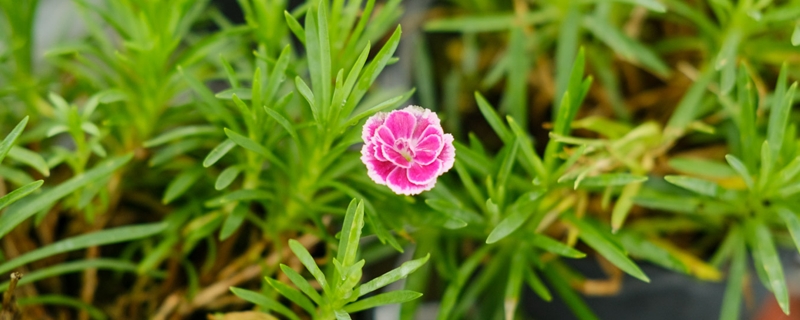 粉色康乃馨花语和寓意，怎么养护