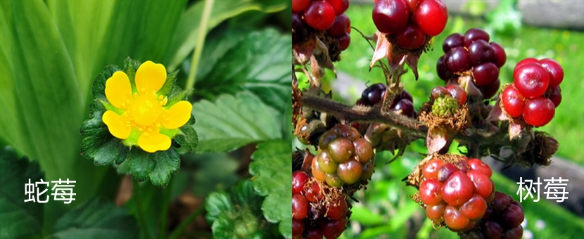 蛇莓和树莓的区别，可以吃吗