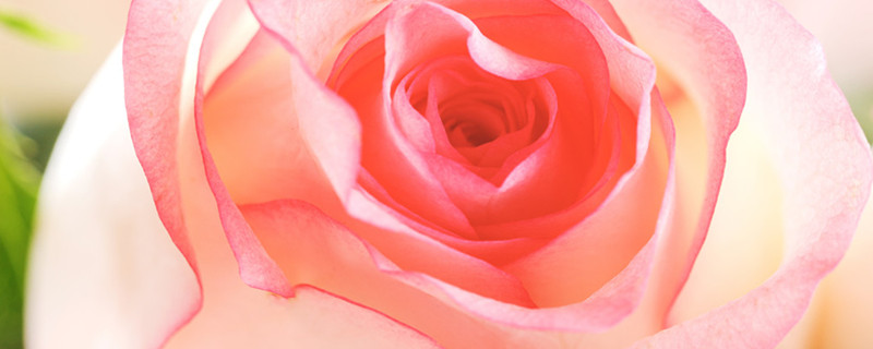 8朵粉玫瑰花语及寓意，收到的玫瑰花怎么水养