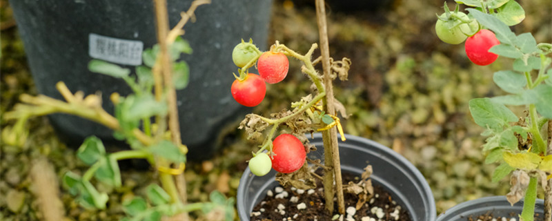 番茄第一花序为什么要摘掉，开花要施什么肥好