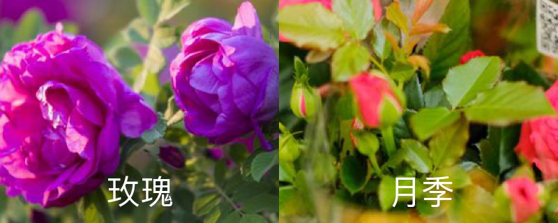 玫瑰和月季花朵的区别，其它方面的不同
