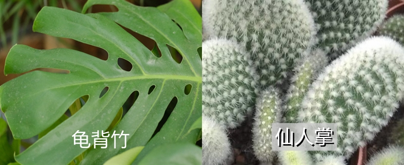 仙人掌和龟背竹两种植物有什么不同，怎么养