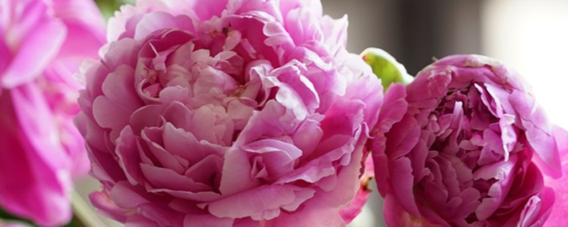 粉色芍药花的花语是什么，有什么寓意