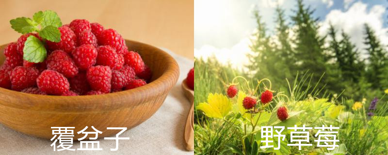 覆盆子与野草莓的区别，还有什么相似的莓果