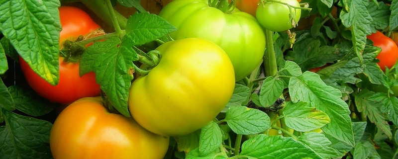西红柿花期如何管理能高产，花期一般多久