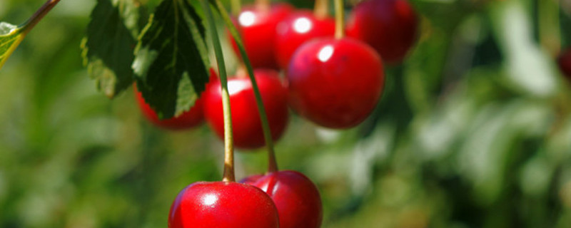 樱桃不甜是什么原因，怎么增加甜度