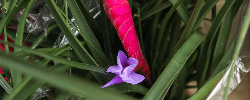 紫花凤梨的寓意，养殖方法