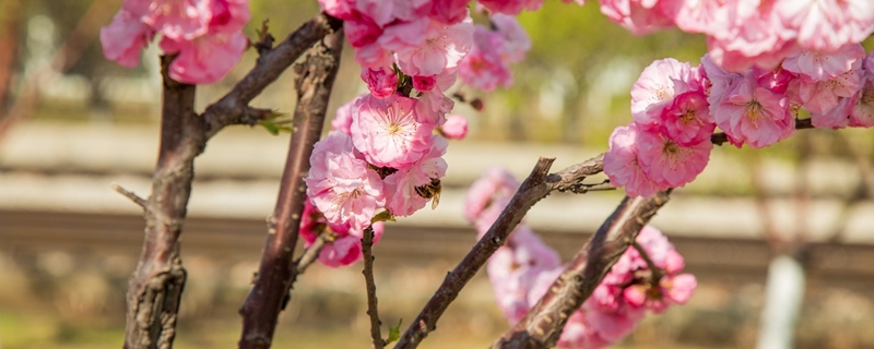榆叶梅的花语和象征，怎么养护
