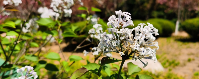 盆养丁香花叶子有虫怎么办，在屋里养有毒吗