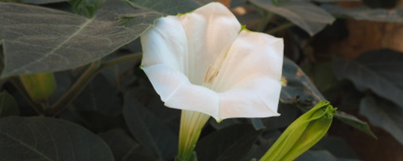 曼陀罗的花语是什么，如何养护可以迅速开花