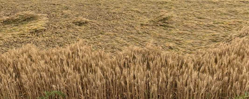 冬小麦年前要不要施肥，如何管理