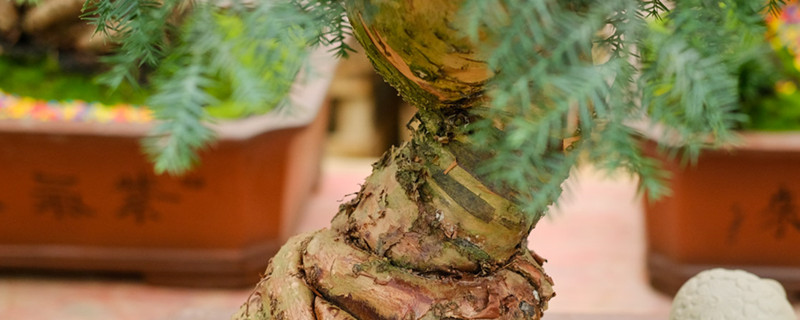澳洲杉扦插怎样生根快，还有什么繁殖方法