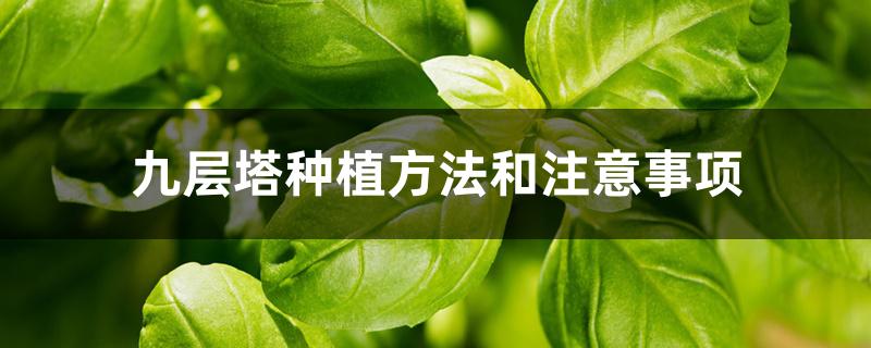 九层塔种植方法和注意事项