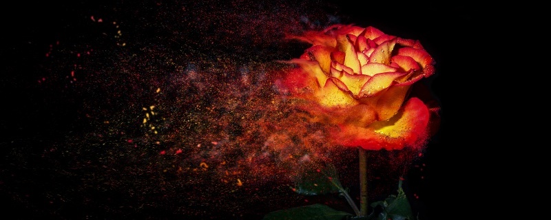 火焰玫瑰的花语和寓意