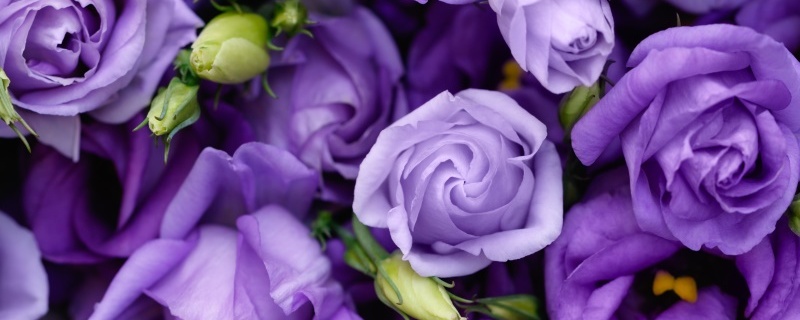 紫玫瑰的花语和寓意 花百科