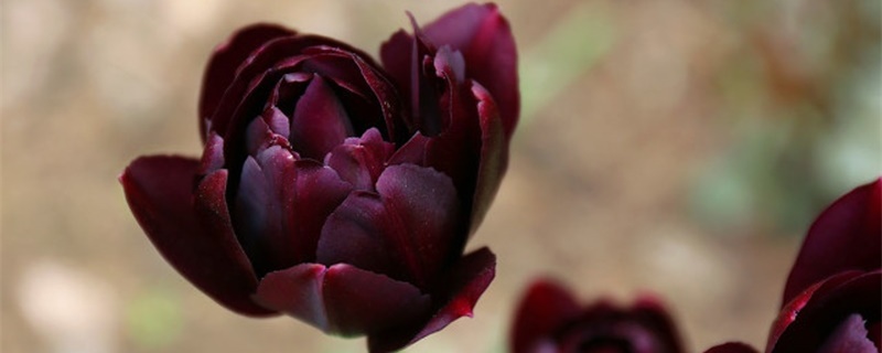 黑色郁金香的花语和寓意