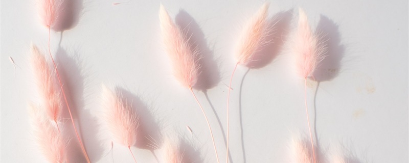 粉色兔尾的花语和寓意