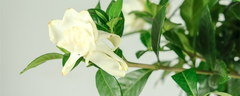 gardenia的花语和寓意
