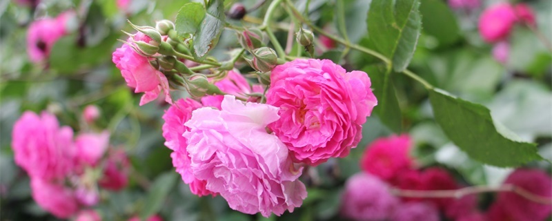 粉蔷薇的花语和寓意