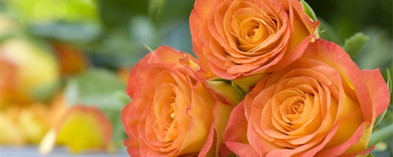 橙玫瑰的花语和寓意