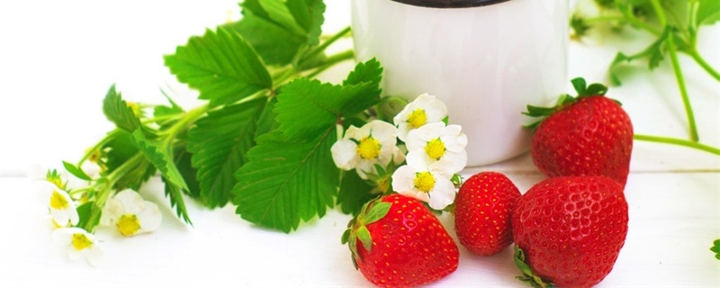 草莓的花的花语和寓意