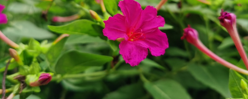紫茉莉花的花语和寓意