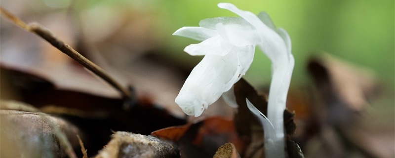 水晶兰的花语和寓意