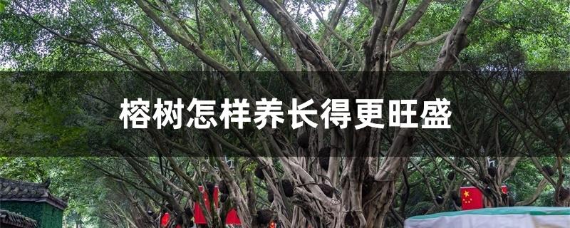 榕树怎样养长得更旺盛，要经常晒太阳吗