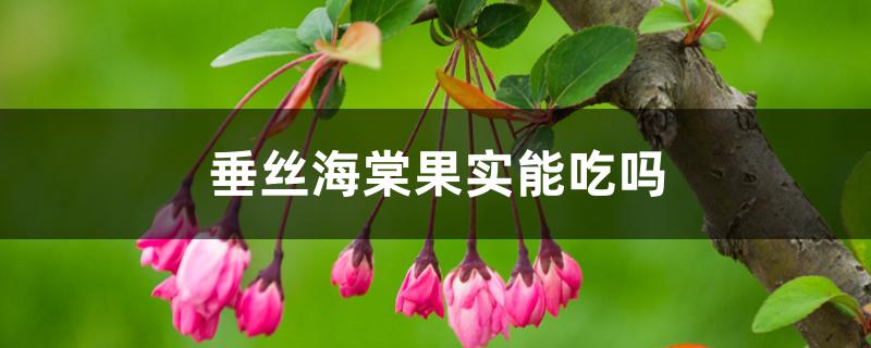 垂丝海棠果实能吃吗，和西府海棠的区别