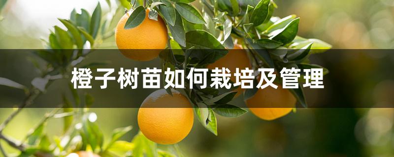 橙子树苗如何栽培及管理，适合在哪里种植