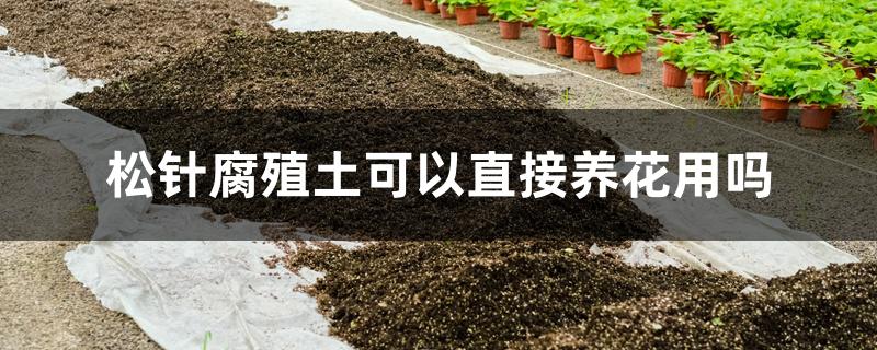 松针腐殖土可以直接养花用吗，适合养什么花