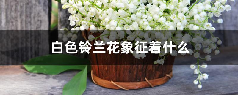 白色铃兰花象征着什么，为什么叫君影草
