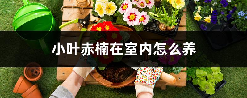 小叶赤楠在室内怎么养 怎么配土 花百科