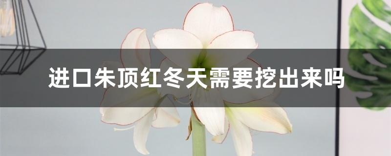 进口朱顶红冬天需要挖出来吗，冬季怎么管理