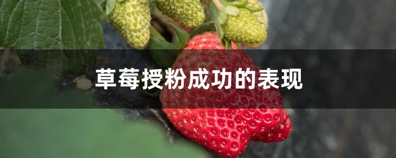 草莓授粉成功的表现，怎么人工授粉