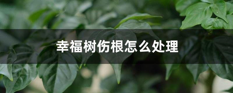 幸福树伤根怎么处理，怎么养才能茂盛